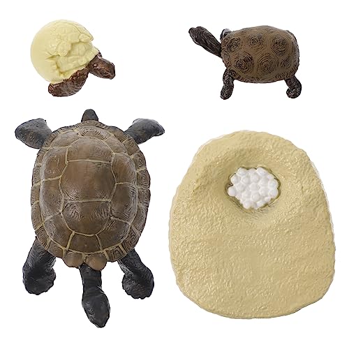 YARNOW 1Satz Simulierte Schildkrötenwachstumszyklus Modelle Lehrmittel Für Frühe Bildung Kognitive Spielzeuge Dekorative Figuren Für Lernzwecke von YARNOW