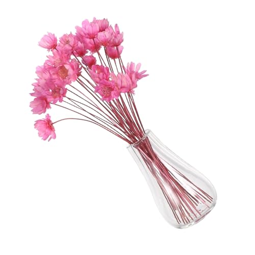 YARNOW 2 Stück Miniatur Glasvase mit Getrockneten Blumen Winzige Mini Trockenblumen und Eukalyptus im Mini Blumentopf Dekorative Miniatur-Pflanzen für Puppenhaus und Kleine YARNOW 2 Stück Miniatur Glasvase mit Getrockneten Blumen Winzige Mini Trockenblumen und Eukalyptus im Mini Blumentopf Dekorative Miniatur-Pflanzen für Puppenhaus und Kleine von YARNOW
