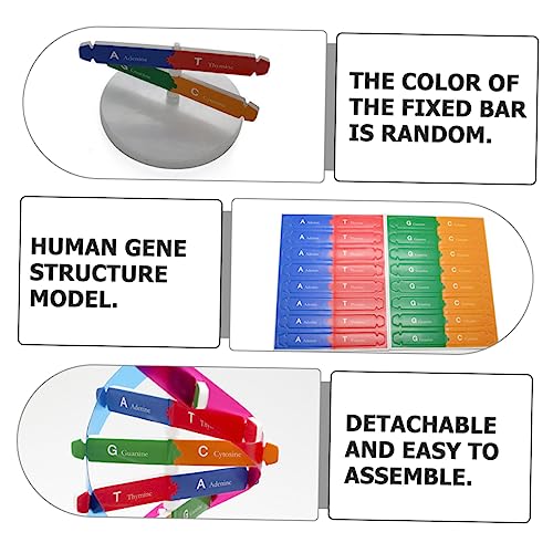 YARNOW DNA Modell Bausatz Doppelhelix Struktur Wissenschaftliches Lernspielzeug für Interaktives DIY Genmodell Pädagogisches Montage Kreativität und Konzentration von YARNOW