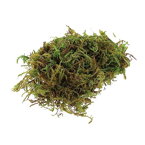 YARNOW Ewiges Moos Erhaltendes Moos für Kreative Dekoration für Terrarien Wandgestaltungen und Blumenschmuck Pflegeleicht und Langlebig Perfektes Accessoire für Ihr Zuhause YARNOW Ewiges Moos Erhaltendes Moos für Kreative Dekoration für Terrarien Wandgestaltungen und Blumenschmuck Pflegeleicht und Langlebig Perfektes Accessoire für Ihr Zuhause von YARNOW