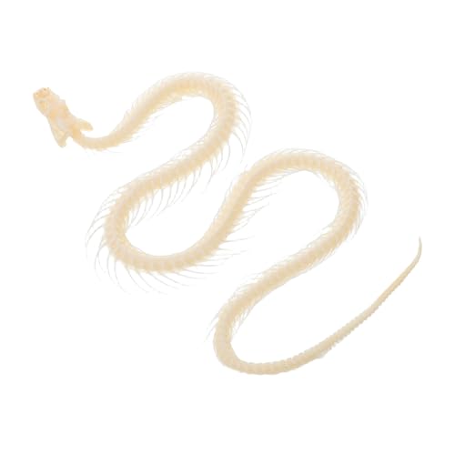 YARNOW Exemplar Eines Schlangenskeletts Skeletttiere Schlangenskelett Halloween Echtes Exemplar Skelett Schlange Tierisches Skelett Exemplare Knochen Beige von YARNOW