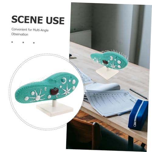 YARNOW Paramecium Modell mit Detaillierten Cilien Realistische Zellstruktur Biologisches Lernmodell für Mittelschul-biologieunterricht Wissenschaftliches Experimentiermodell mit Ständer YARNOW Paramecium Modell mit Detaillierten Cilien Realistische Zellstruktur Biologisches Lernmodell für Mittelschul-biologieunterricht Wissenschaftliches Experimentiermodell mit Ständer von YARNOW