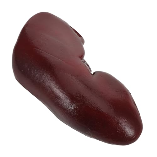 YARNOW Realistisches Pigment Niere Modell Halloween Dekoration Horror Fake Organ Requisite Für Cosplay Haunted House Party Zubehör Prank von YARNOW