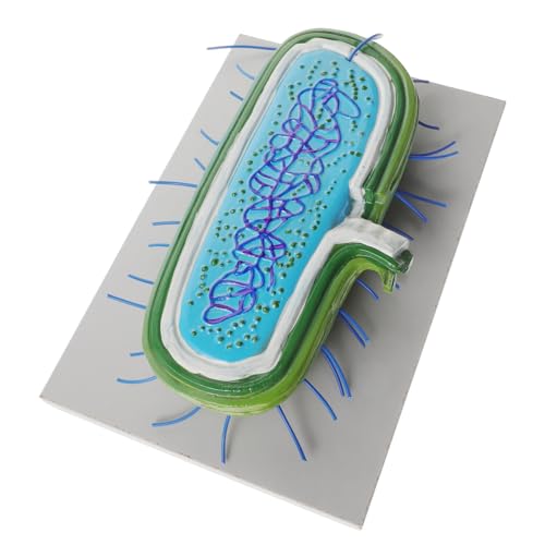 YARNOW mikrobielles Modell Lehrmittel für die Schule Biologiemodelle Zellmodell Schulversorgung Biologieunterrichtsmodell Lehrhilfsmittel Lehrmodell Schulmaterial Lehrhilfe PVC von YARNOW