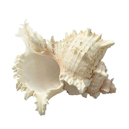 YARNOW natürliche Muschel bastelzeug House Decoration Schneckendekor Boot Dekorationen für Aquarien Panzer puppenhaus zubehör bastelset Aquariendekoration Fischtankdekoration Hülse Weiß YARNOW natürliche Muschel bastelzeug House Decoration Schneckendekor Boot Dekorationen für Aquarien Panzer puppenhaus zubehör bastelset Aquariendekoration Fischtankdekoration Hülse Weiß von YARNOW