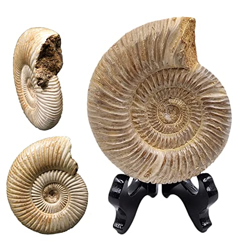 Ammonit-Fossilien – natürliche Paläontologie-Fossilienproben – Ammonitspirale – Aturelle Handarbeit für Fossil Sammlungen und Bildungszwecke (mit Basis) von YC°