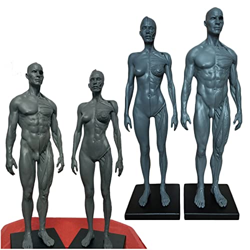 Anatomisches Modell für menschliche Körpermuskulatur und Skelett, Anatomie-Figur, für Schule, Studium und Lehrmittel, 28 cm hoch Anatomisches Modell für menschliche Körpermuskulatur und Skelett, Anatomie-Figur, für Schule, Studium und Lehrmittel, 28 cm hoch von YC°