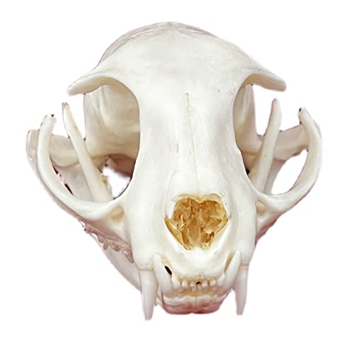 Echte Tierschädel Exemplar Taxidermie Supplies Kunst für Veterinary Teaching Bar Home Decoration Kunst Sammlung Knochen Tierarzt Medizin 1:1 (Katzentotenkopf) von YC°