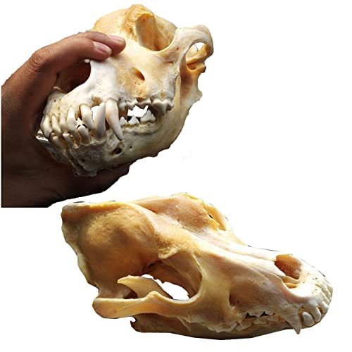 Echter Hunde-Schädel – lebensgroße Hundezähne Totenkopf Modell – Taxidermie-Zubehör Kunst Knochen Tierarzt Medizin Büro Bar Dekoration Kollektion von YC°