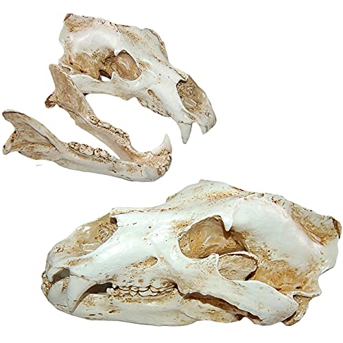 Kunstharz-Eisbär-Totenkopf-Nachbildung, Tierschädel, Anatomie-Figur, Tierärzt, Büro, Lernwerkzeug, Sammlung, Bar, Tischdekoration Kunstharz-Eisbär-Totenkopf-Nachbildung, Tierschädel, Anatomie-Figur, Tierärzt, Büro, Lernwerkzeug, Sammlung, Bar, Tischdekoration von YC°