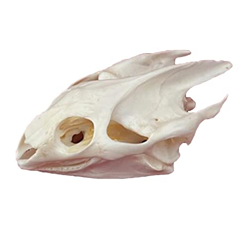 Real Animal Skull Specimen Taxidermy Supplies Art for Veterinary Teaching Bar Home Decoration Art Collection Bone Vet Medicine 1:1 (Turtle Skull) von YC°