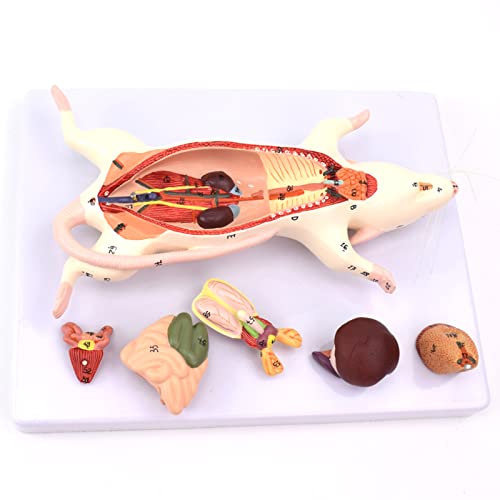 YHNNH, Das anatomische Strukturmodell von Mausorganen – das Aussehensbeobachtungs- und interne Anatomiemodell von Mäusen eignet Sich for den medizinischen Unterricht YHNNH, Das anatomische Strukturmodell von Mausorganen – das Aussehensbeobachtungs- und interne Anatomiemodell von Mäusen eignet Sich for den medizinischen Unterricht von YHNNH