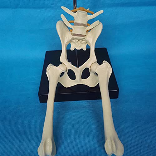 YHNNH, Hüftgelenk-Skelettmodell eines Hundes – tierisches anatomisches Becken-Femur-Modell – Tierstudienmodell – Wird for veterinärmedizinische Erklärungen und zur Ausstellung von Proben verwendet YHNNH, Hüftgelenk-Skelettmodell eines Hundes – tierisches anatomisches Becken-Femur-Modell – Tierstudienmodell – Wird for veterinärmedizinische Erklärungen und zur Ausstellung von Proben verwendet von YHNNH