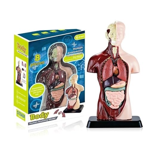 YIZITU Anatomiemodell des menschlichen Körpers abnehmbares Torso Organe Skelett Bildungsmodell für den Unterricht von Studienschülern von YIZITU