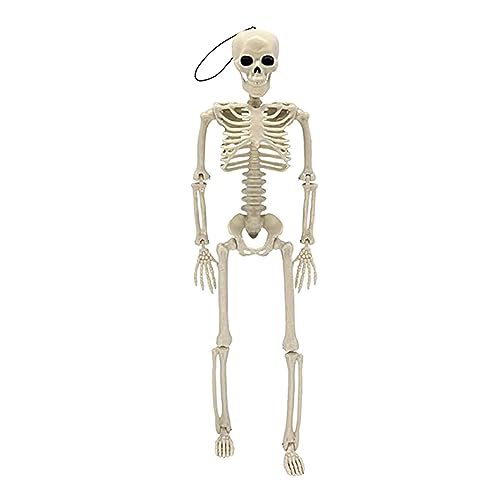 YIZITU Poabable Skeleton 40 cm Stehendes Skelett von YIZITU
