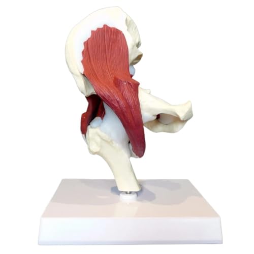 1:1 Anatomie des menschlichen Körpers, Skelettmodell, 12 x 12 x 20 cm, leicht funktionierende Muskeln, Hüftgelenkmodell for den Unterricht, 1 Stück von YJQHODY