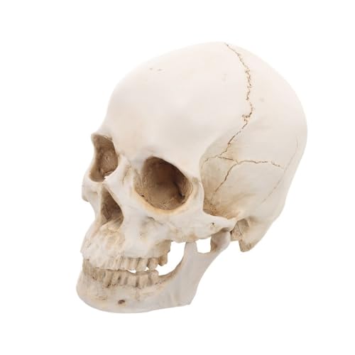 1:1 Nachbildung eines menschlichen Schädels aus Kunstharz, 19 x 15,5 x 13 cm, Kopfknochenmodelle for Erwachsene, anatomisches Kopfmodell for das College, 1 Stück von YJQHODY