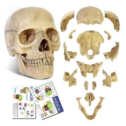 15 Stück Komponenten 4D Anatomisches Kopfmodell 10 x 11 x 12 cm, abnehmbares menschliches Kopfschädel-anatomisches Modell for Laborbedarf von YJQHODY