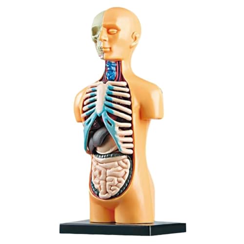 3D-Torso-Modell der menschlichen Anatomie, bewegliches Torso-Körpermodell, Torso-Modelle der menschlichen Körperstruktur for Laboranwendungen, 1 Stück von YJQHODY
