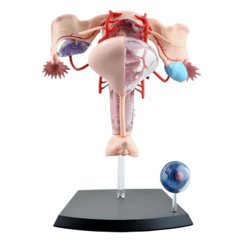 4d Anatomisches Modell des weiblichen Fortpflanzungssystems, Lehrmodell des menschlichen Gebärmutterkörpers, Simulation des weiblichen Gebärmuttermodells 1 Stück von YJQHODY