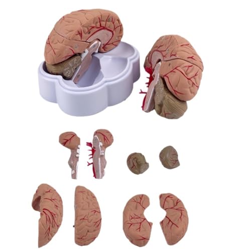 8-teiliges Anatomiemodell des menschlichen Gehirns, 16 x 8 x 13 cm, emulieren die Modellanatomie der Gehirnarterien als Lernwerkzeug for die Schule von YJQHODY