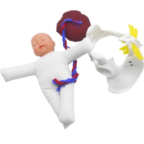 Arbeitsdemonstration, Mini-Beckenmodell mit Fötus, Länge 17 cm, Unterrichts-Beckenpuppenmodell for den Unterricht im Klassenzimmer, 1 Stück von YJQHODY