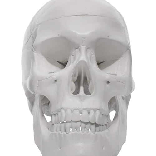 Buntes/weißes anatomisches Schädelmodell, 21 x 15 x 19 cm, abnehmbares simuliertes Schädelmodell, inklusive vollständigem Satz Zähne (1 Stück).(WHITE) von YJQHODY