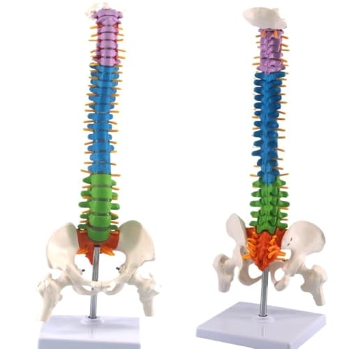 Buntes menschliches Wirbelsäulenmodell 45 cm, menschliche Wirbelsäule mit Beckenanatomiemodell, vertikale orthopädische Lehrausrüstung 1 Stück von YJQHODY