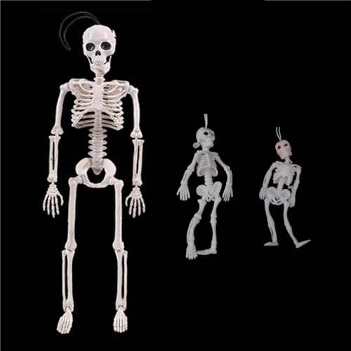 Hochfestes Knochenskelettmodell der menschlichen Anatomie, 40 x 10 cm, abnehmbares Design, Anatomie des menschlichen Körpers, Modell for Kunstskizzen, 1 Stück von YJQHODY