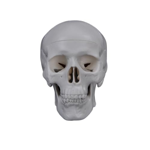Mini-Menschenkopfmodell 92 * 99 * 71 mm, leicht zu tragendes anatomisches Kopfmodell, menschliches Anatomiekopfmodell for das College 1 Stück von YJQHODY