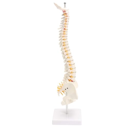 Mit Becken-Anatomiemodell der menschlichen Wirbelsäule, 45 cm, robustes und praktisches anatomisches Modell der menschlichen Wirbelsäule for Laborbedarf, 1 Stück Mit Becken-Anatomiemodell der menschlichen Wirbelsäule, 45 cm, robustes und praktisches anatomisches Modell der menschlichen Wirbelsäule for Laborbedarf, 1 Stück von YJQHODY