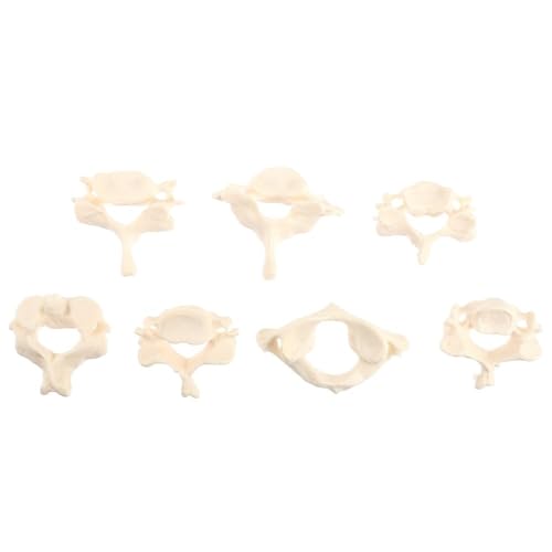PVC Human Body Cervical Wirbelsäule Anatomie -Modell, 7,5x4.2x2,5 cm Halswirbelsäulenknochenmodelle, wiederverwendbares Gebärmutterhalsmodell 1PC von YJQHODY