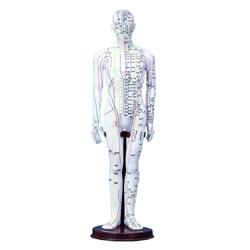 Weiß/Gelb Mann Körper Modell 40 cm, Frauen/Mann Menschliche Meridian Akupunktur Punkt Modell, PVC Anatomie Menschlichen Körper Modell 1 stück(Light white) von YJQHODY