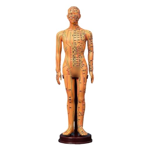Weiß/Gelb Mann Körper Modell 40 cm, Frauen/Mann Menschliche Meridian Akupunktur Punkt Modell, PVC Anatomie Menschlichen Körper Modell 1 stück(Light yellow) von YJQHODY