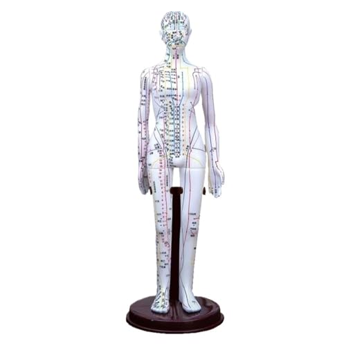 Weiß/Gelb Mann Körper Modell 40 cm, Frauen/Mann Menschliche Meridian Akupunktur Punkt Modell, PVC Anatomie Menschlichen Körper Modell 1 stück(White) von YJQHODY