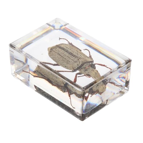 YOSADIER 1 Stück Insektenexemplar Bernsteinfarbene Exemplare Bezaubernde Exemplare Natürliche Bernsteinproben Bernstein-insekten Lehrreich Empfindliche Kristallproben Harz YOSADIER 1 Stück Insektenexemplar Bernsteinfarbene Exemplare Bezaubernde Exemplare Natürliche Bernsteinproben Bernstein-insekten Lehrreich Empfindliche Kristallproben Harz von YOSADIER