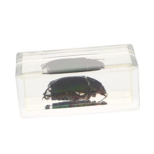 YOSADIER 1 Stück Insektenexemplar Lehrwerkzeug Exemplare Proben Ausbildung Bücherregaldekorationen Bernstein-insekten Bernstein Anhänger Desktop -verzierungen Harz YOSADIER 1 Stück Insektenexemplar Lehrwerkzeug Exemplare Proben Ausbildung Bücherregaldekorationen Bernstein-insekten Bernstein Anhänger Desktop -verzierungen Harz von YOSADIER