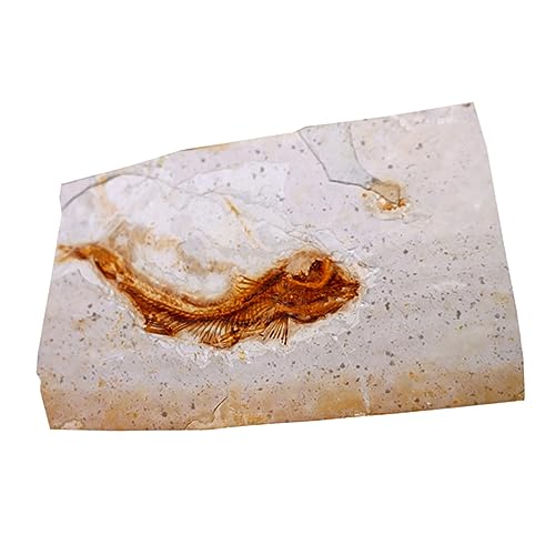 YOSADIER 1 Stück Kreatives Fischfossil Modell für Schüler Lehrmaterial und Tischdeko aus Hochwertigem für Bildung und Dekoration Zufälliger Stil YOSADIER 1 Stück Kreatives Fischfossil Modell für Schüler Lehrmaterial und Tischdeko aus Hochwertigem für Bildung und Dekoration Zufälliger Stil von YOSADIER
