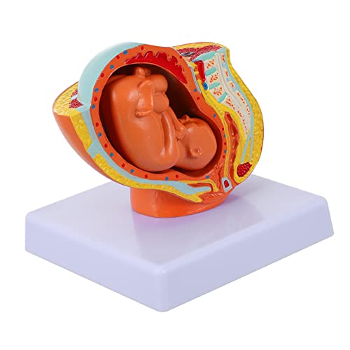 YOSADIER 1Stück Weibliches Embryo Modell Aus Anatomisches Lehrmittel Für Medizinschulen Pflegeausbildung Gesundheitsbildung Detailgenaue Darstellung YOSADIER 1Stück Weibliches Embryo Modell Aus Anatomisches Lehrmittel Für Medizinschulen Pflegeausbildung Gesundheitsbildung Detailgenaue Darstellung von YOSADIER