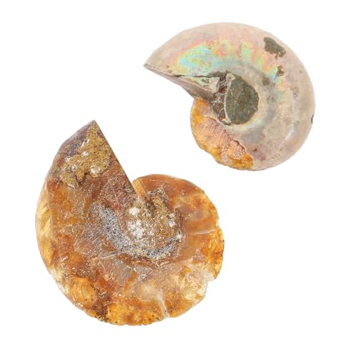 YOSADIER 2Stücke Ammoniten Schmuck Dekoration für Unterricht Pädagogisches Desktop Ornament Große Versteinerten Ammoniten für Kreative Lernzwecke YOSADIER 2Stücke Ammoniten Schmuck Dekoration für Unterricht Pädagogisches Desktop Ornament Große Versteinerten Ammoniten für Kreative Lernzwecke von YOSADIER
