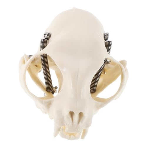YOSADIER Authentisches Katzenkopfskelett Modell Anatomisches Lehrmodell für Bildung Dekoration und Sammlungen Realistische Langlebiges Material für Unterricht und Kreative Projekte YOSADIER Authentisches Katzenkopfskelett Modell Anatomisches Lehrmodell für Bildung Dekoration und Sammlungen Realistische Langlebiges Material für Unterricht und Kreative Projekte von YOSADIER