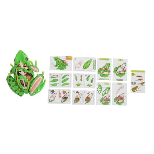 YOSADIER Frosch Modell Sezierset Für Lebensechter Frosch Realistischer Frosch Anatomie Für Frosch Puzzle Frosch Stimulation Frosch Anatomie Puzzle Für Frosch Grüner YOSADIER Frosch Modell Sezierset Für Lebensechter Frosch Realistischer Frosch Anatomie Für Frosch Puzzle Frosch Stimulation Frosch Anatomie Puzzle Für Frosch Grüner von YOSADIER