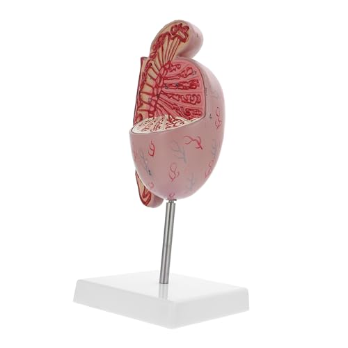 YOSADIER Hodenmodell Schaufensterpuppe Reproduktive Dissektion Biologie Demonstrationsmodell Schulbildung Modell Der Anatomischen Organe Biologieunterricht Lehrmodell Medizinstudium Pvc von YOSADIER