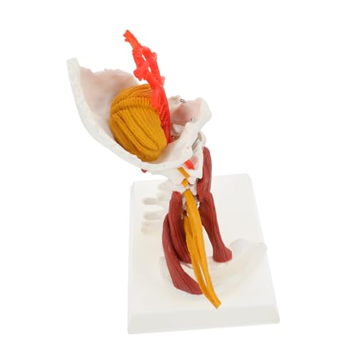 YOSADIER Skelett Skelettmodell Zervikales Modell Halswirbel Menschliches Modell Muskelmodell Des Halswirbelnervs Modell Der Menschlichen Halswirbelsäule Medizinisches Halswirbelmodell Pvc YOSADIER Skelett Skelettmodell Zervikales Modell Halswirbel Menschliches Modell Muskelmodell Des Halswirbelnervs Modell Der Menschlichen Halswirbelsäule Medizinisches Halswirbelmodell Pvc von YOSADIER