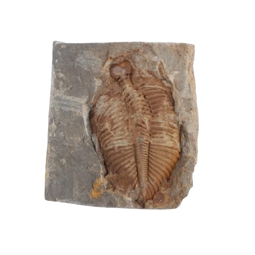 YOSADIER Trilobiten Kits Für Proben Bildung Sammlung Schmuck Paläontologie Echte YOSADIER Trilobiten Kits Für Proben Bildung Sammlung Schmuck Paläontologie Echte von YOSADIER