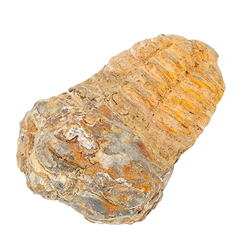 YOSADIER Trilobiten- Trilobitenfossilien Wissenschaftliche Dekoration Klassenunterricht Desktop-Ornament Bausatz Trilobiten-Requisiten Requisiten lehren Kinderspielzeug Schmuck Stein YOSADIER Trilobiten- Trilobitenfossilien Wissenschaftliche Dekoration Klassenunterricht Desktop-Ornament Bausatz Trilobiten-Requisiten Requisiten lehren Kinderspielzeug Schmuck Stein von YOSADIER
