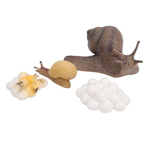 YOUTHINK Schnecke Tier Life Zyklus, 4 Stück Insect Growth Modell-Figuren zum Lernen und Lernspielzeug für Kinder, Bürodekoration, Jungen, Mädchen, Kinder, Kinder, Partyzubehör, für den YOUTHINK Schnecke Tier Life Zyklus, 4 Stück Insect Growth Modell-Figuren zum Lernen und Lernspielzeug für Kinder, Bürodekoration, Jungen, Mädchen, Kinder, Kinder, Partyzubehör, für den von YOUTHINK