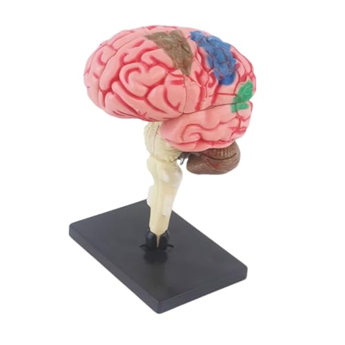 Anatomie-Modell mit abnehmbaren Organen für Kinder, frühes Unterrichten des menschlichen Gehirns von YPREWY