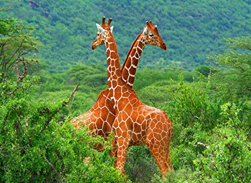 Adult Puzzle 4000 Teile Giraffe Relaxing Puzzle Brain Teaser von YU GONG FANG