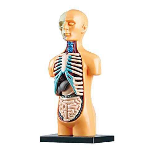 YUGSHNKFC Menschlicher Körper Anatomischer Modell Skelett Lebensgröße Für Kinder Interesse Kultivieren Lehrer von YUGSHNKFC